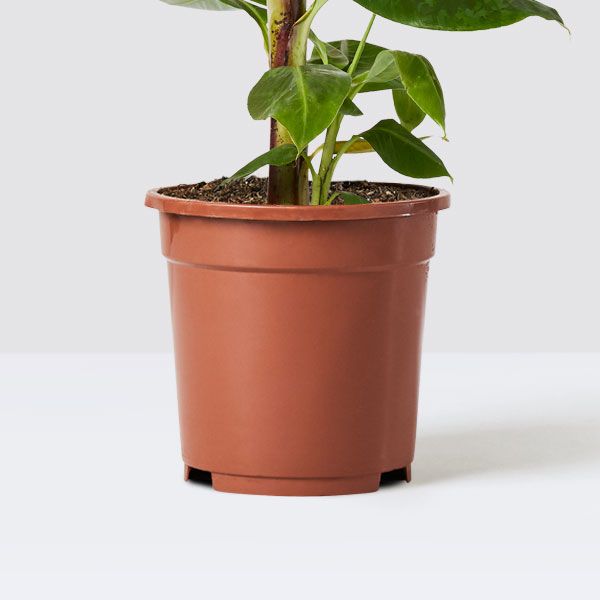 Musa 'Dwarf Cavendish'