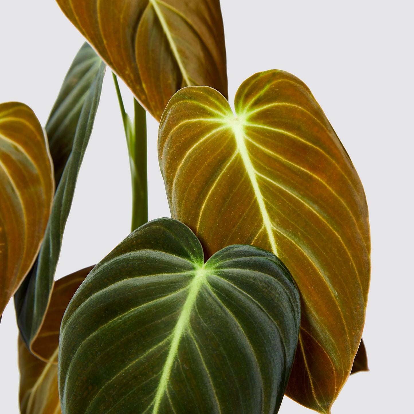 Philodendron 'splendid'