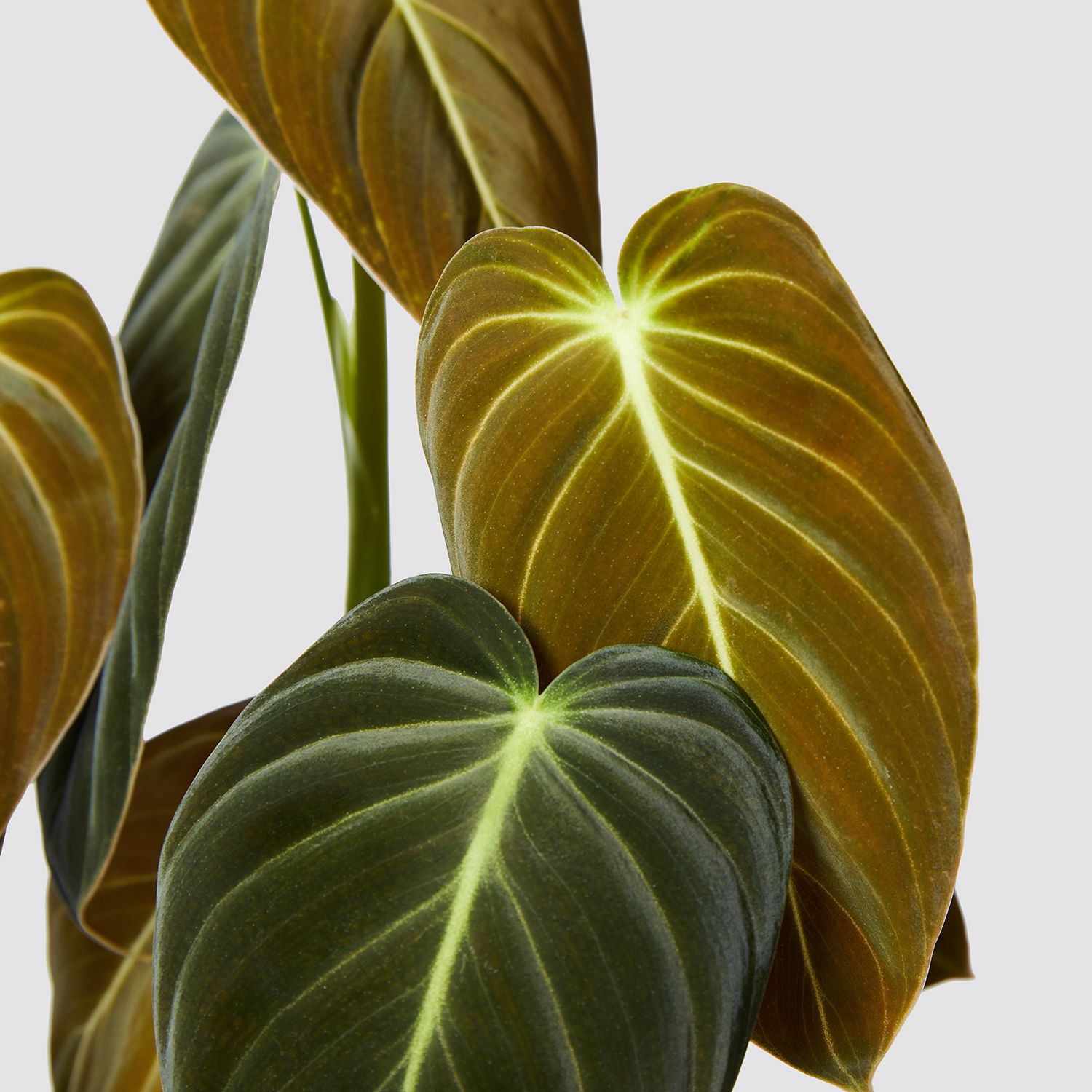 Philodendron 'splendid'