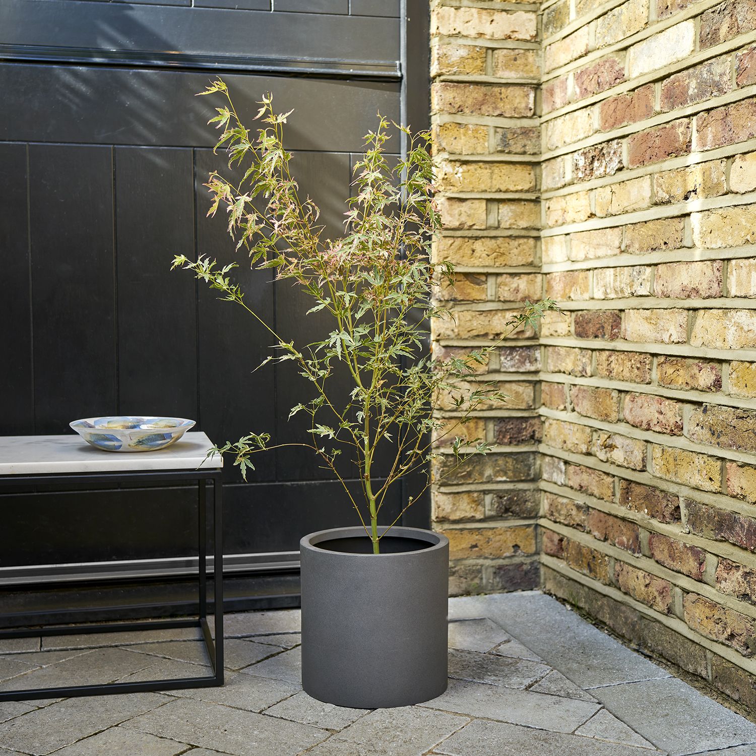 Acer palmatum 'taylor'