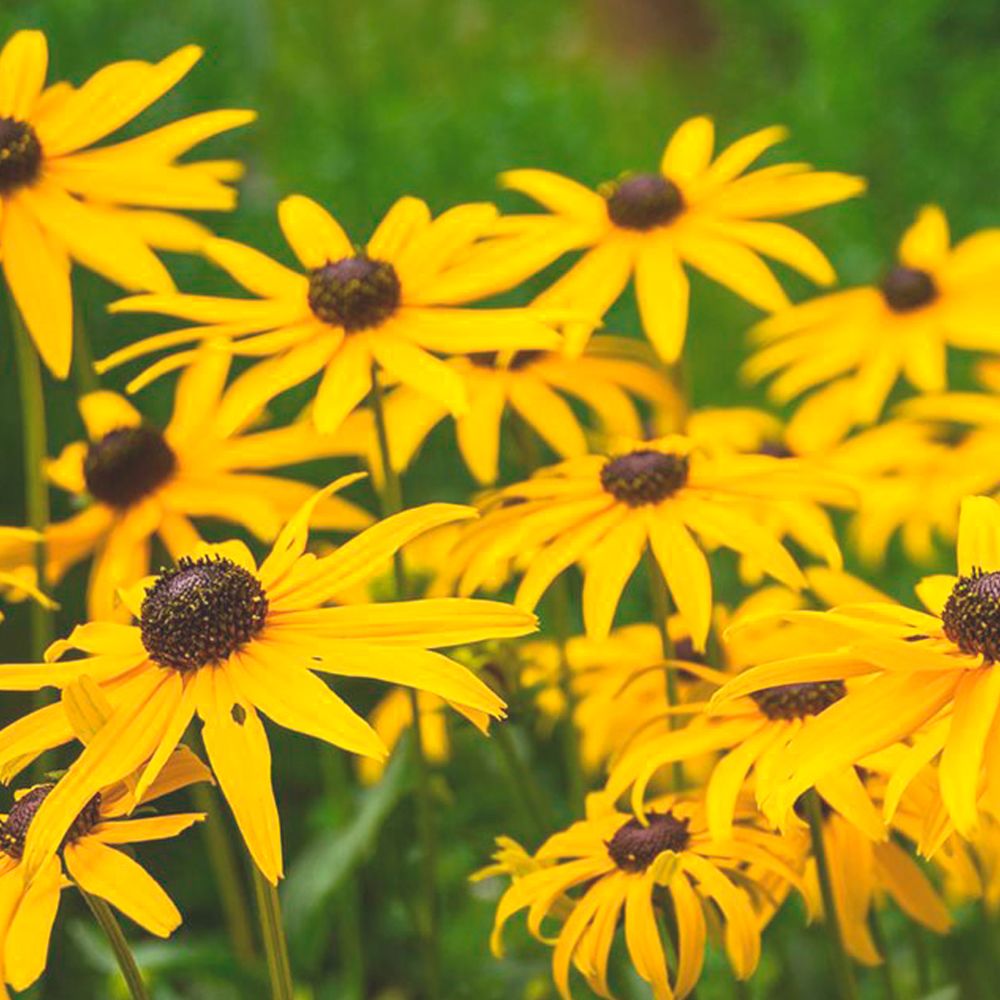 Herboo rudbeckia seeds
