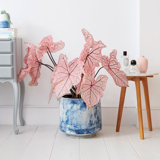 Caladium spring fling