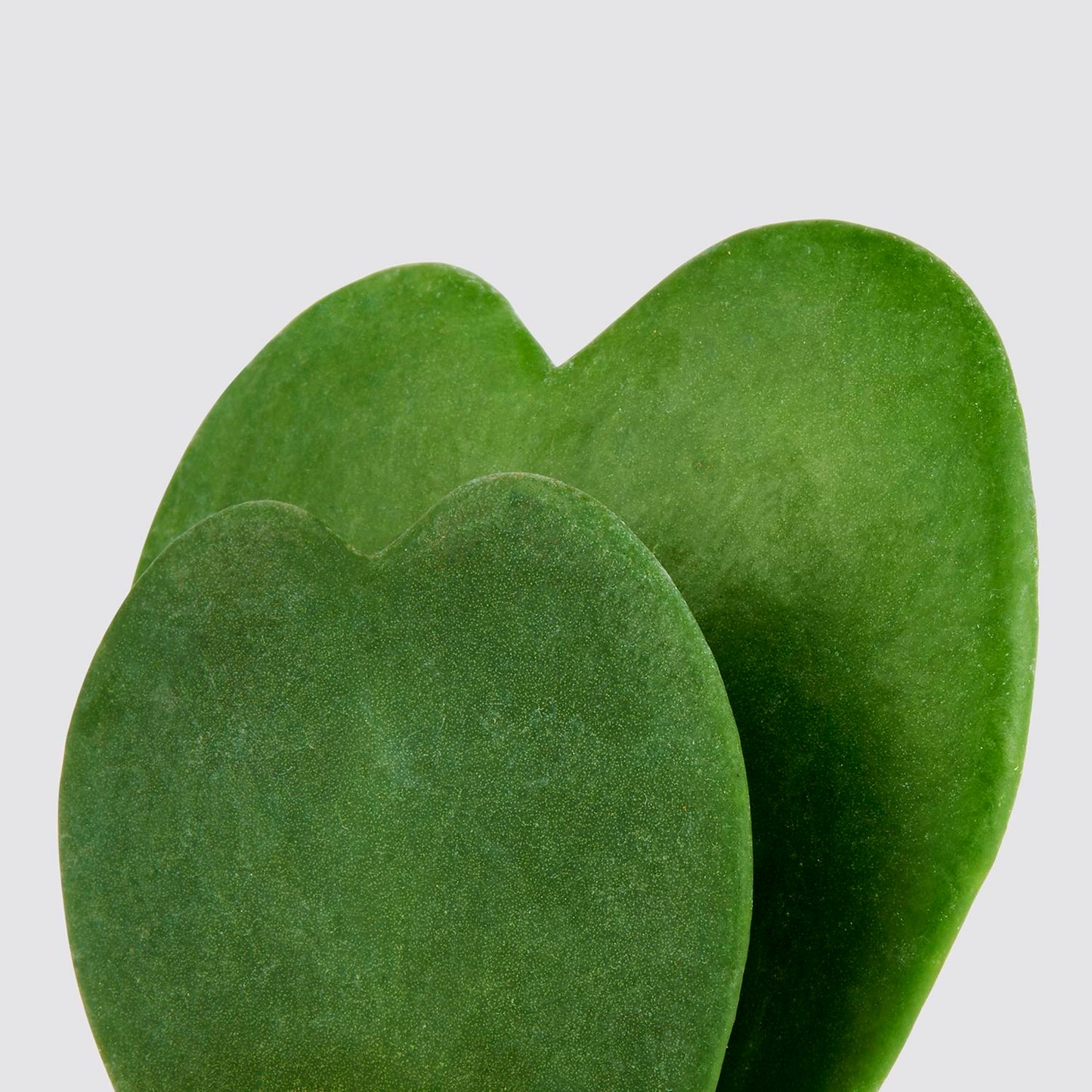 Hoya Kerrii