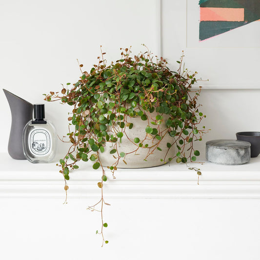 Peperomia pepperspot