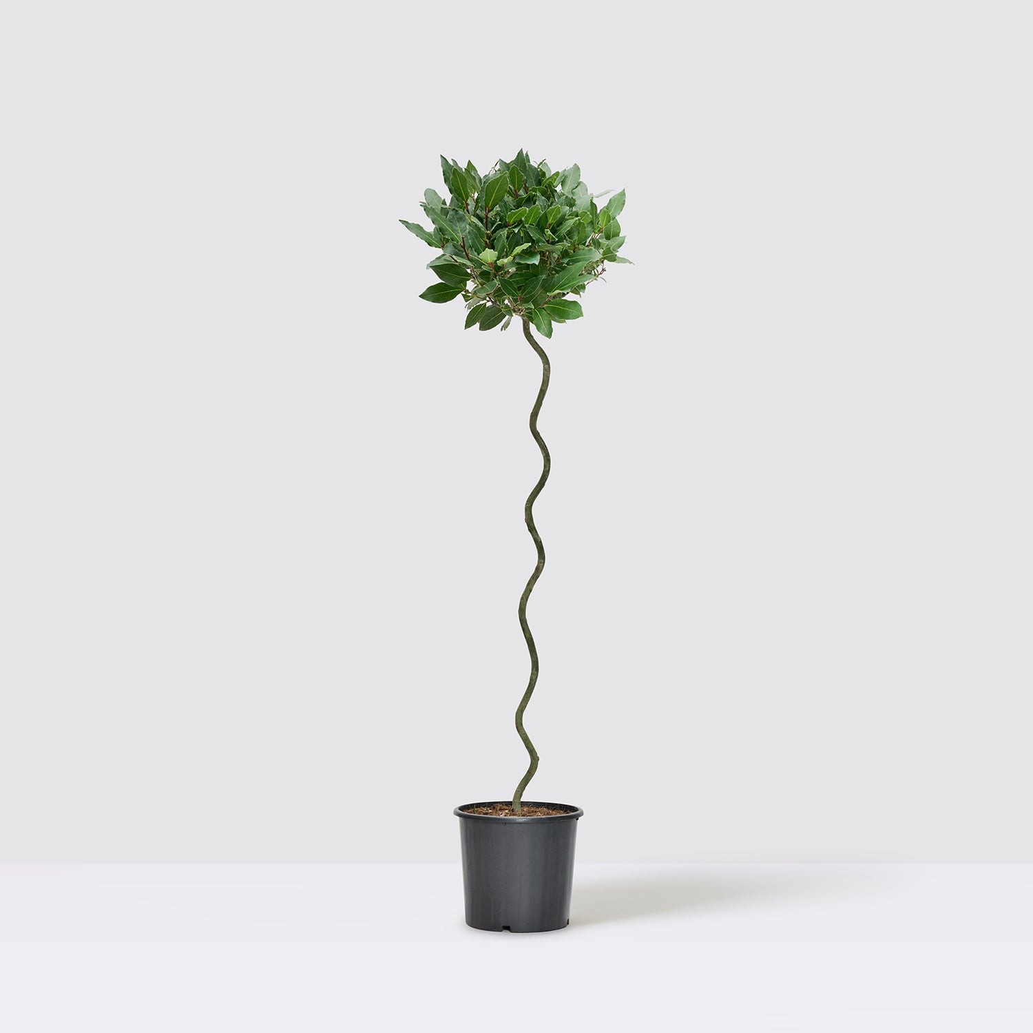 Twist Stem Bay Tree