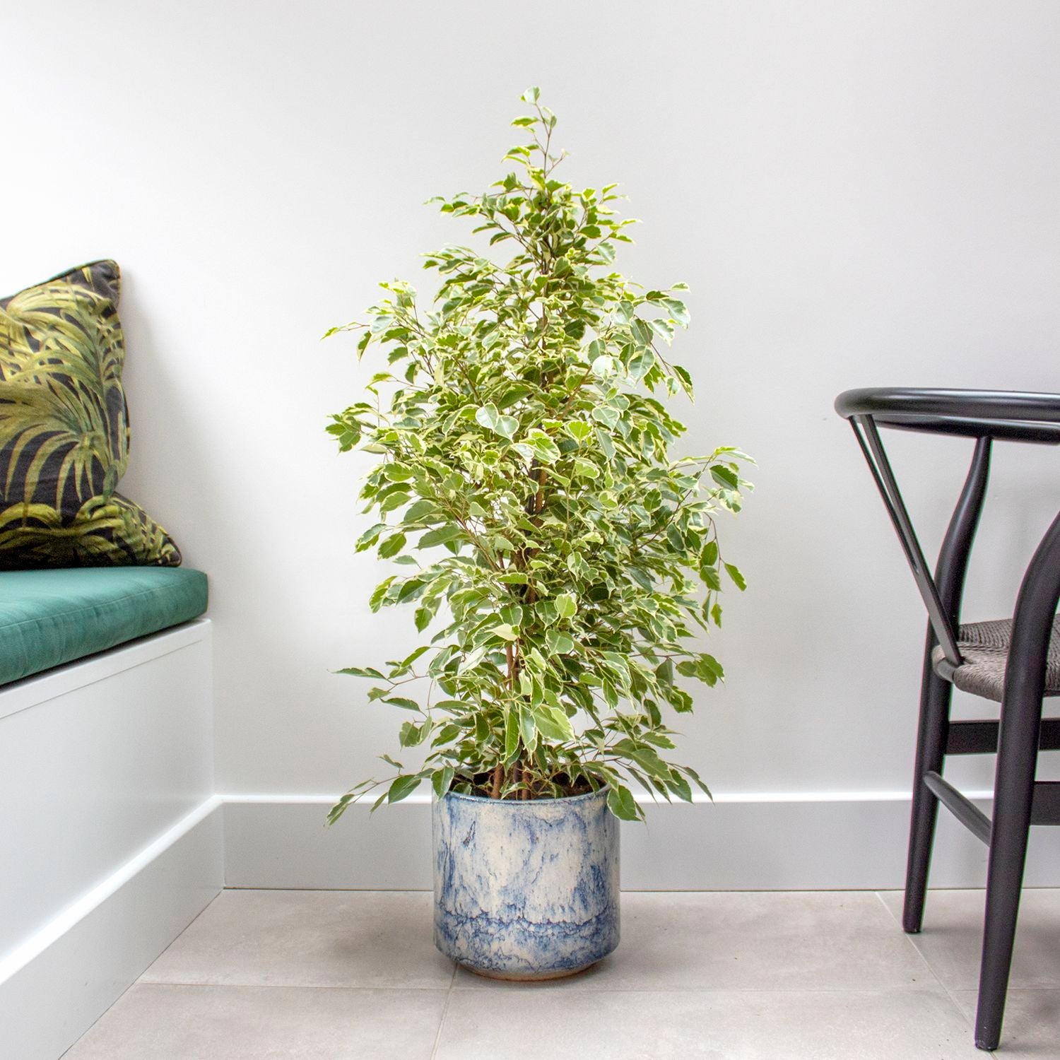 Variegated Ficus Benjamina