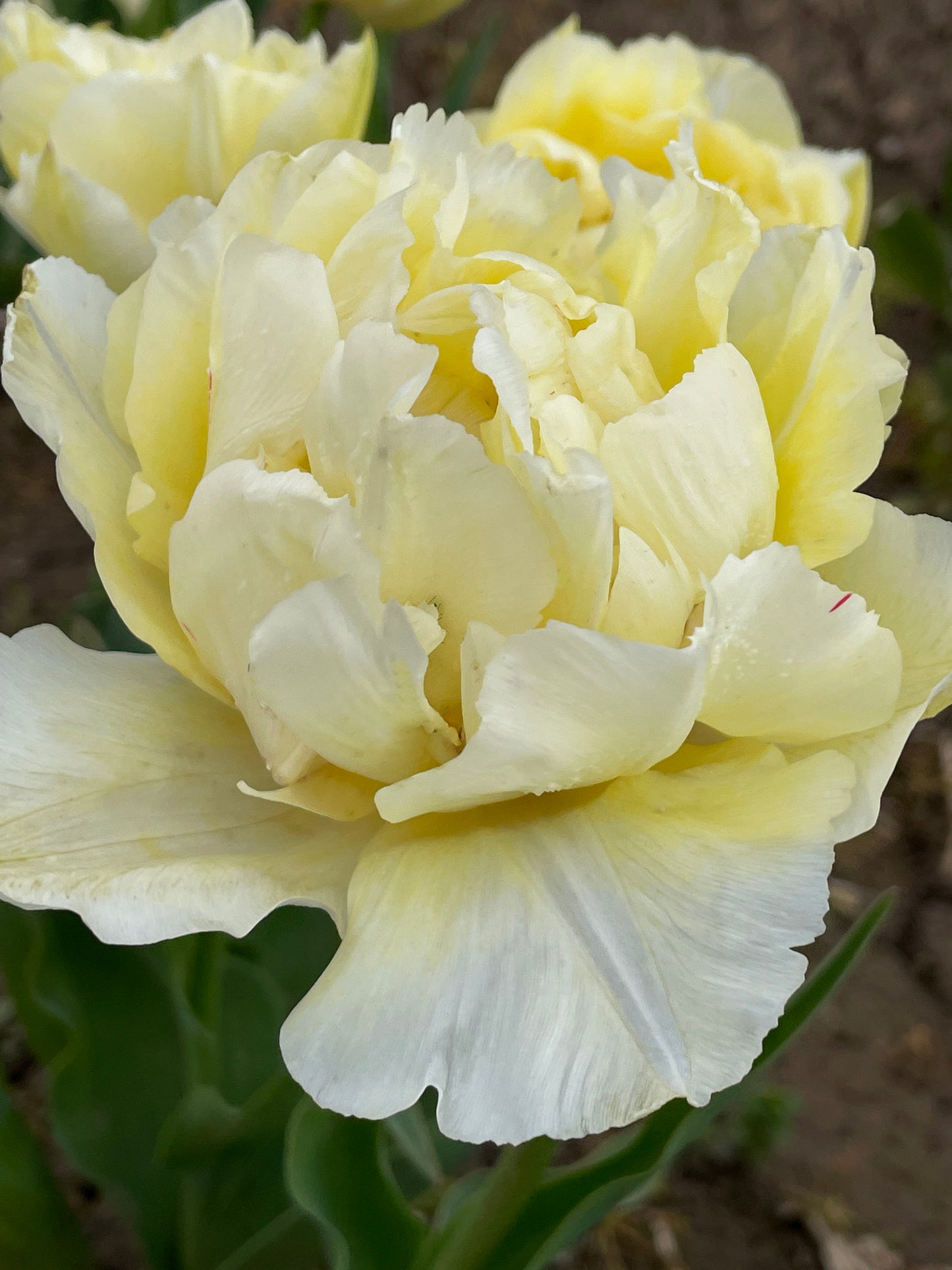 Scented Tulip spring bulbs