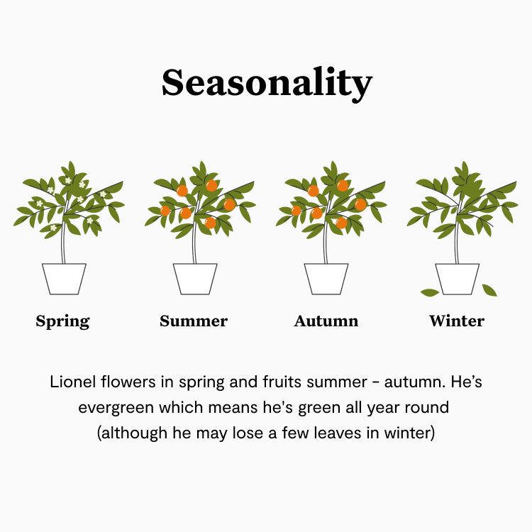 Citrus calamondin