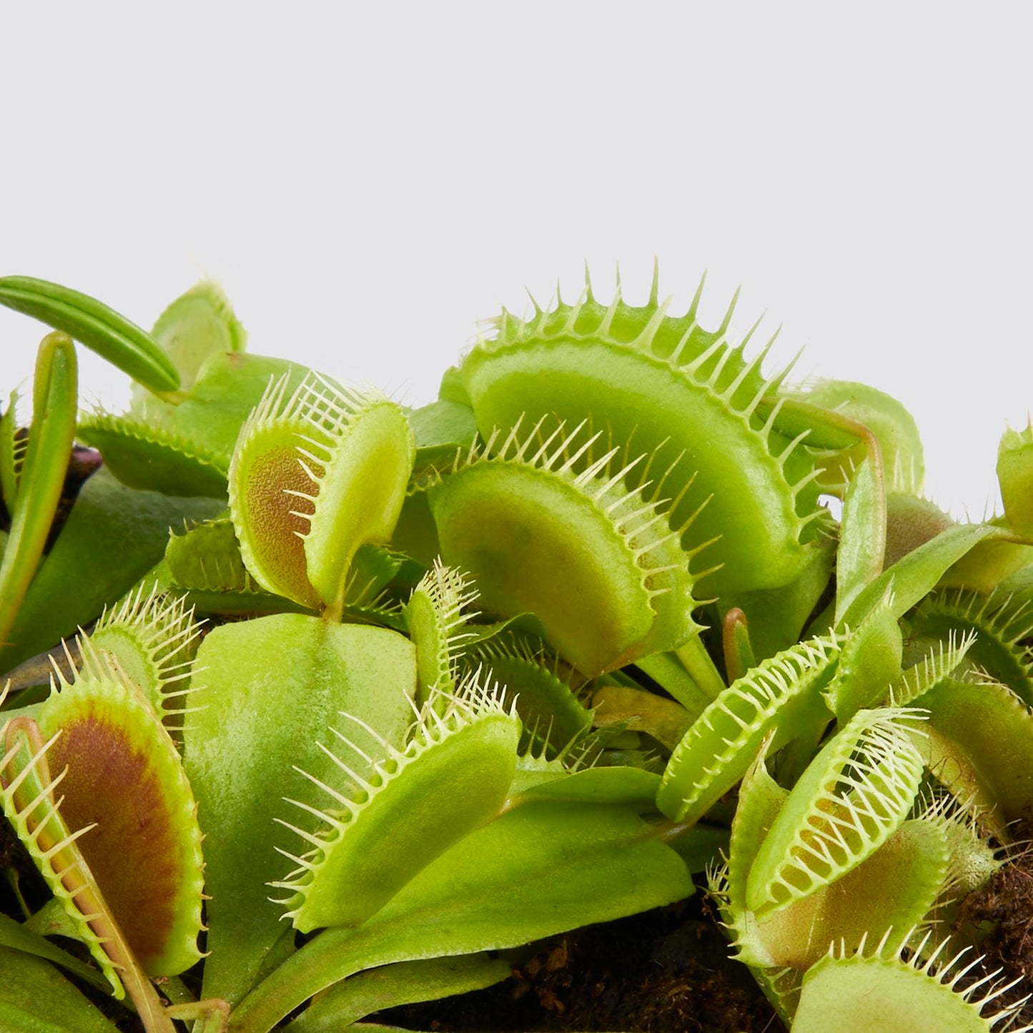 Venus fly trap