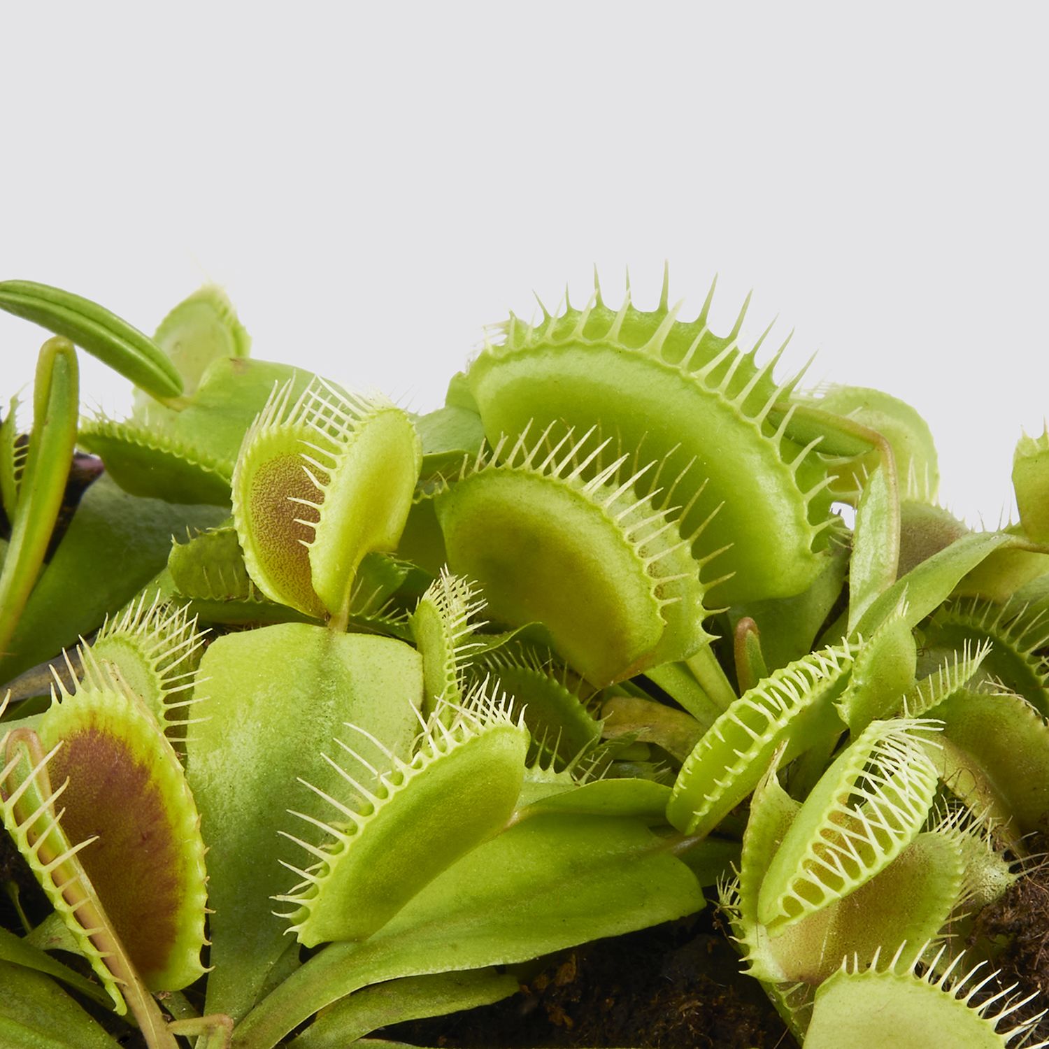 Venus fly trap
