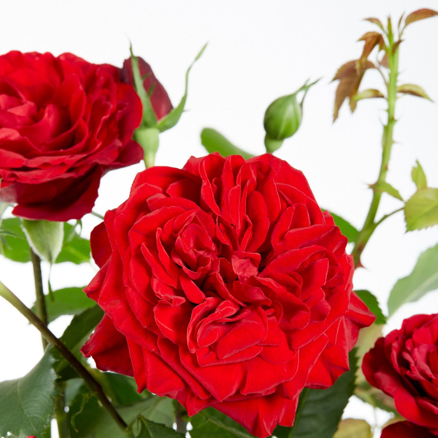 Climbing rose - red