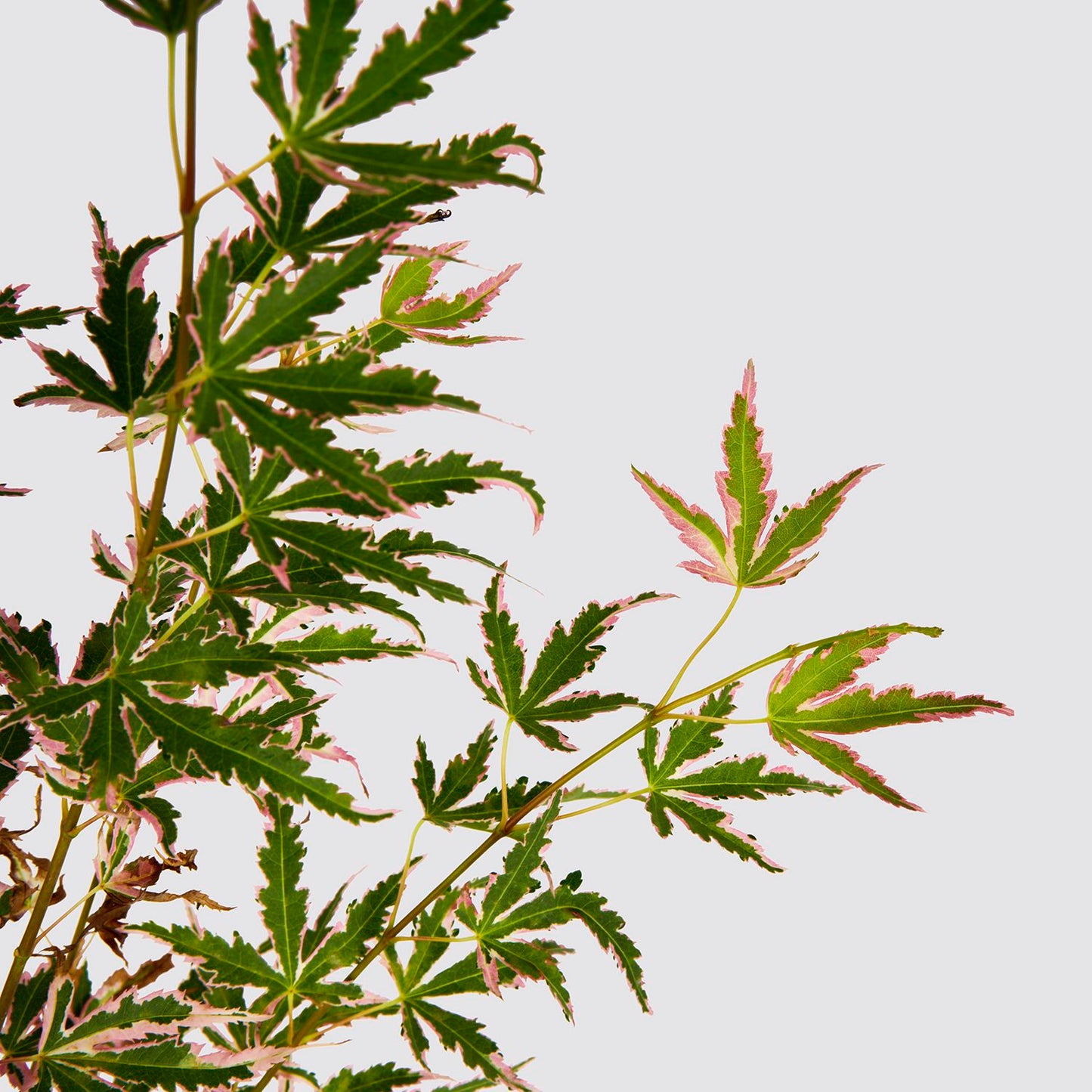 Acer palmatum 'taylor'