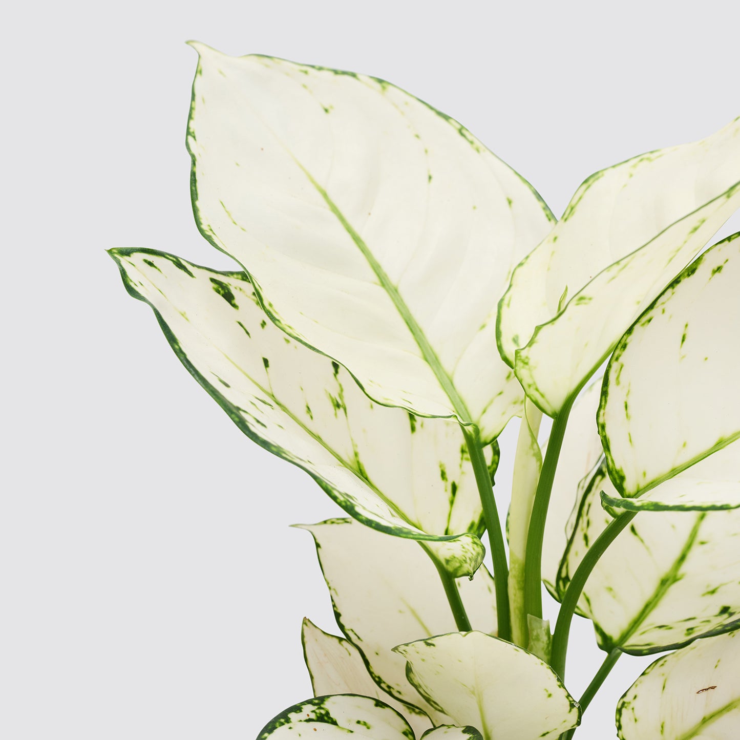 Aglaonema 'White Joy' | Patch Plants