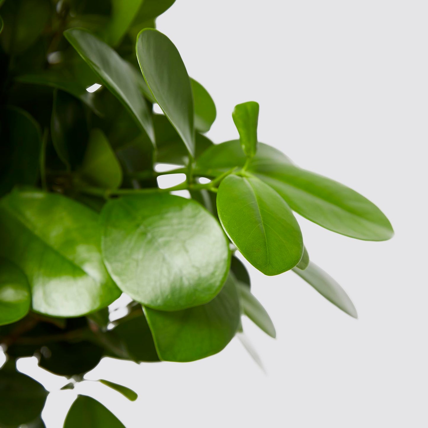 Ficus microcarpa moclame
