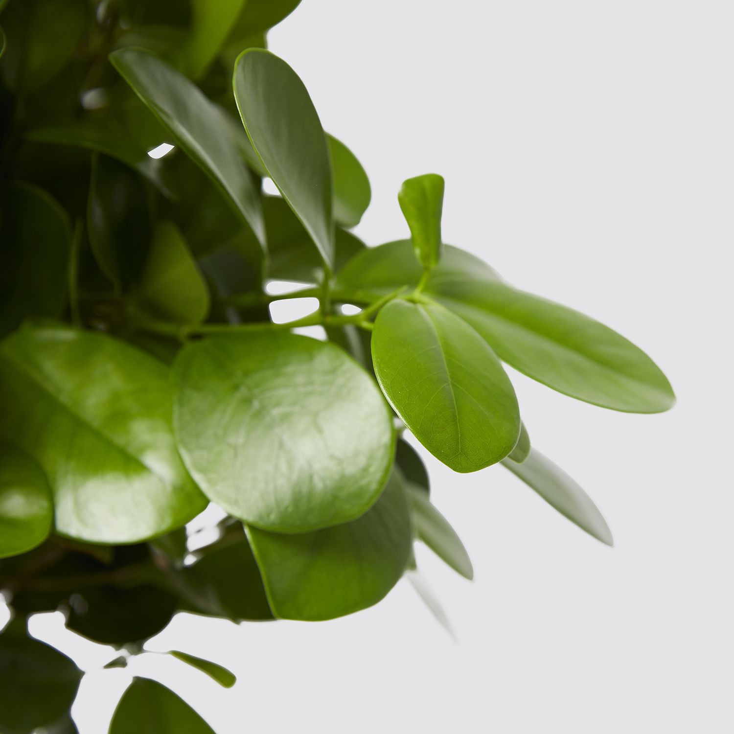 Ficus microcarpa moclame