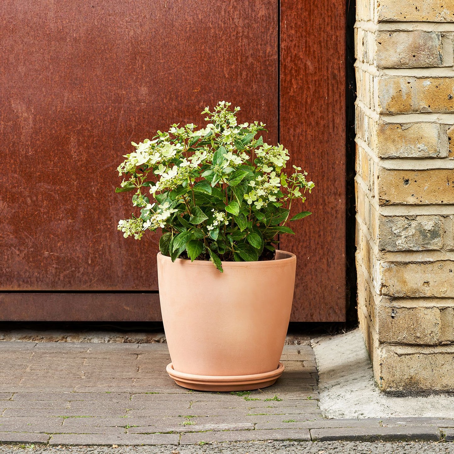 Hydrangea paniculata - light pink