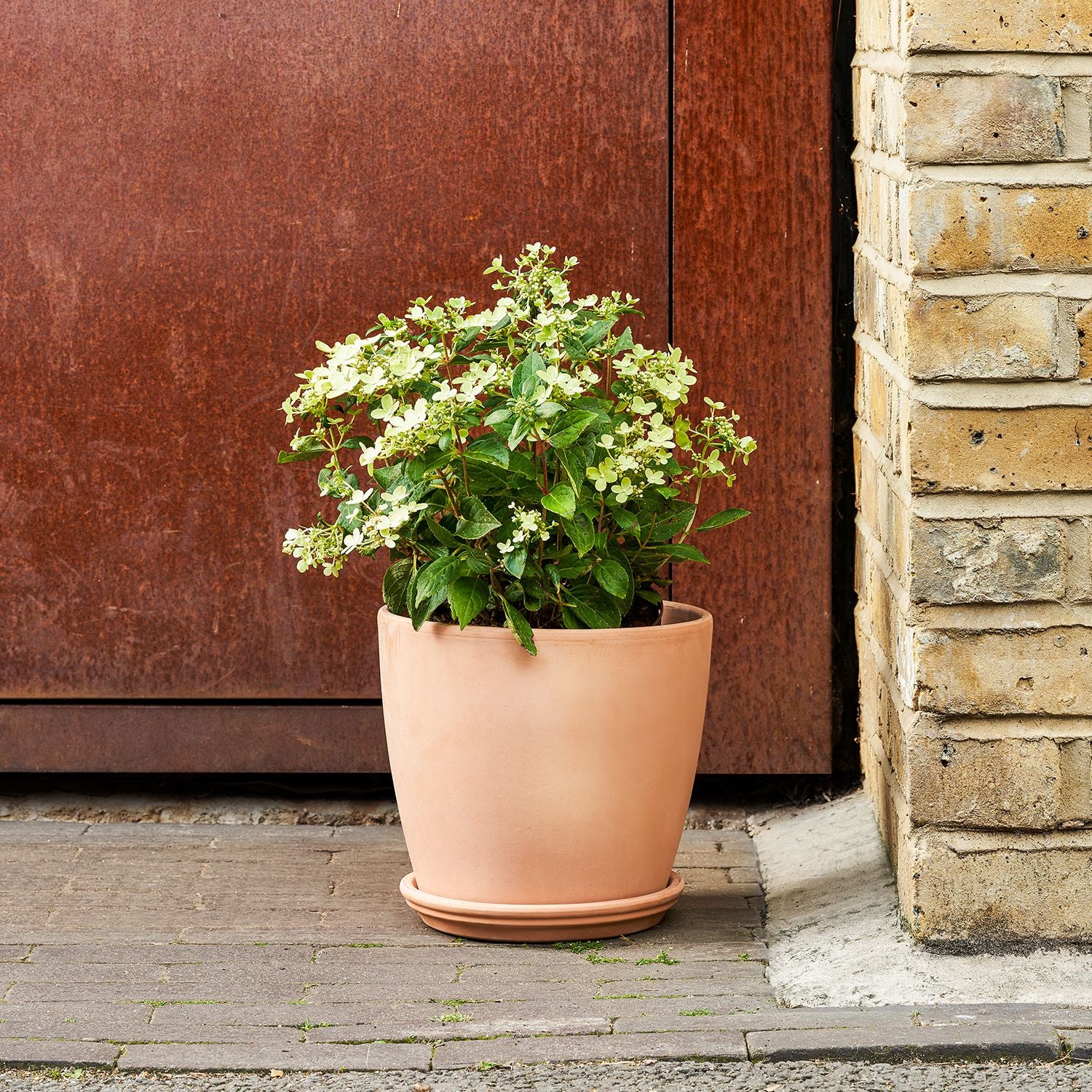 Hydrangea paniculata - light pink
