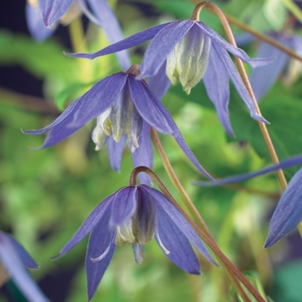 Clematis - alpina