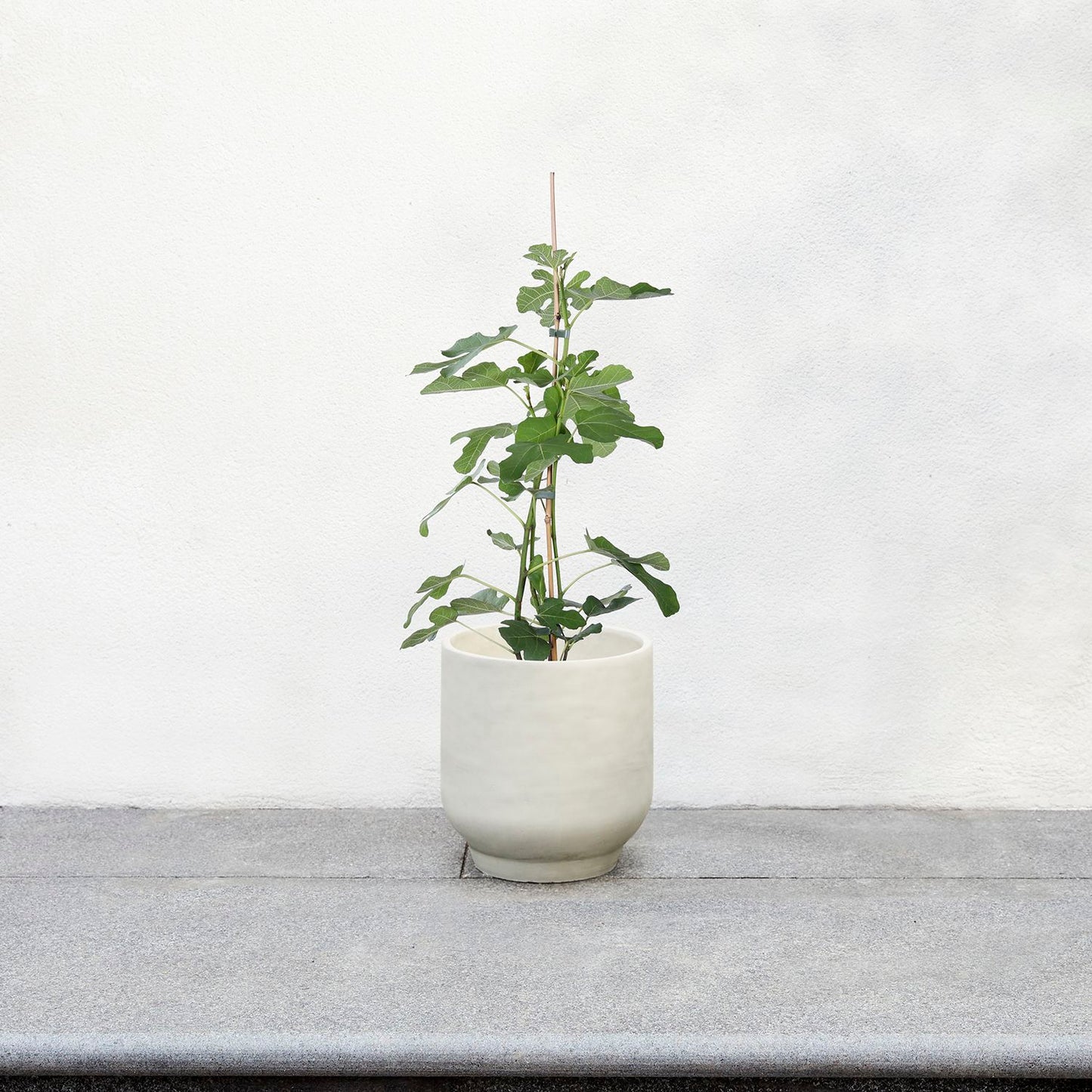Fig tree - (organic)