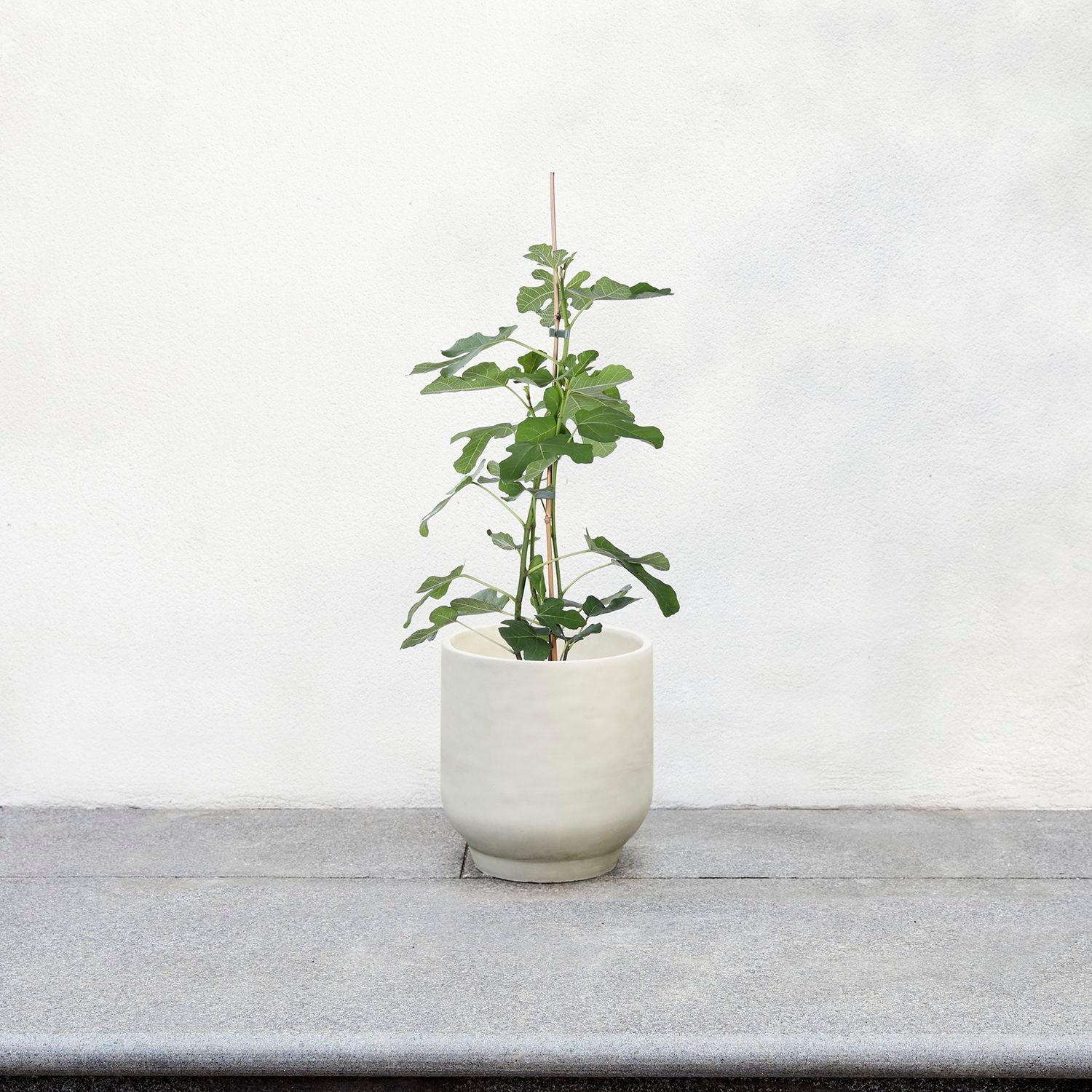 Fig tree - (organic)