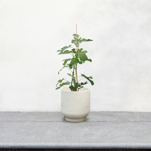 Fig tree - (organic)
