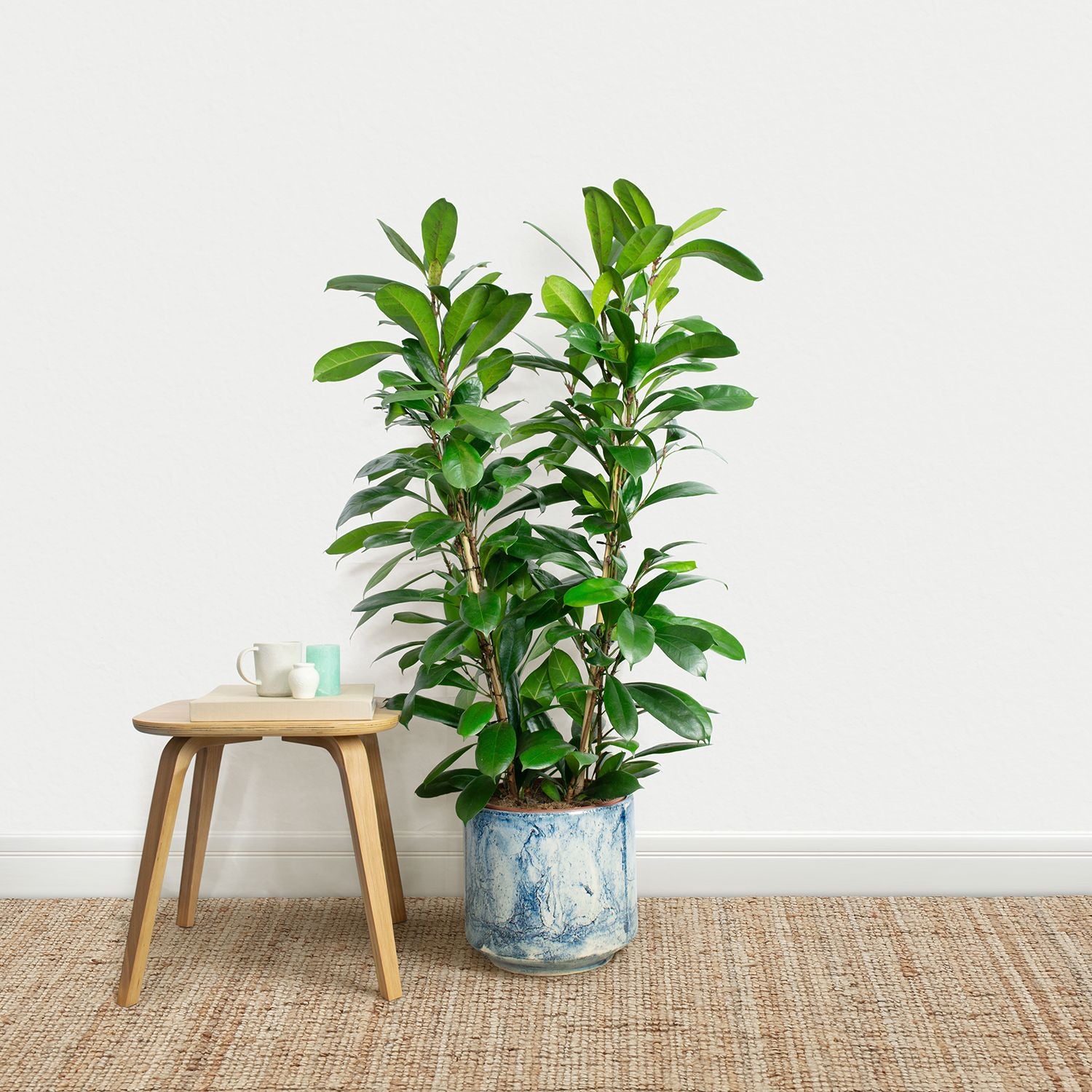 African fig