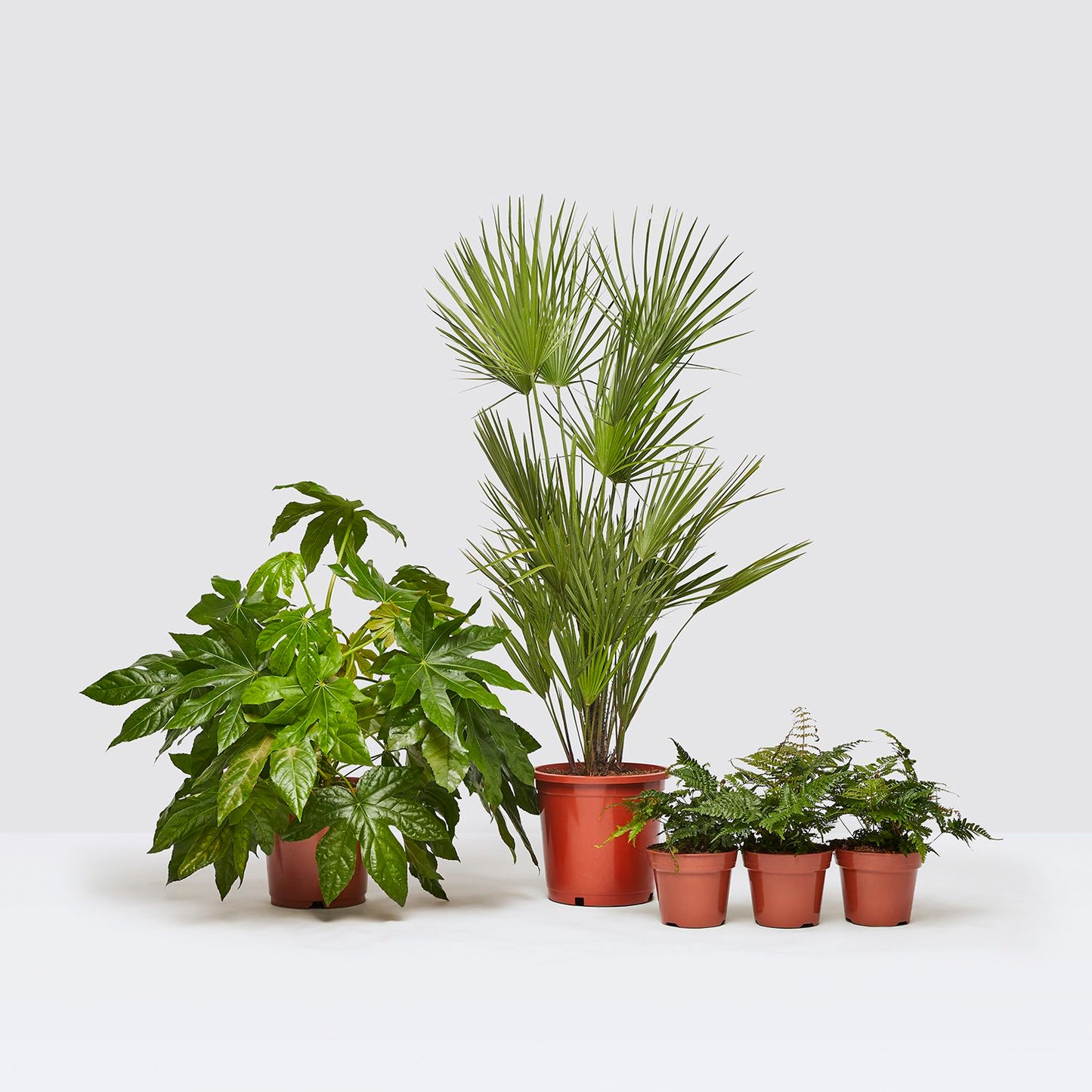 Pet friendly set
