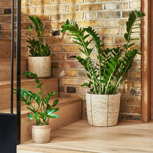 Zamioculcas zamiifolia