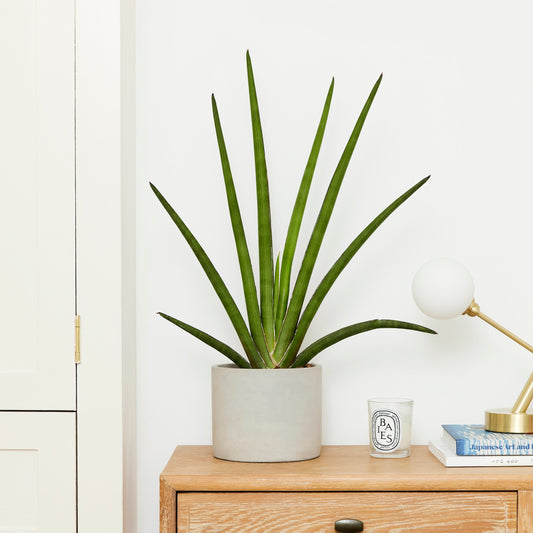 Sansevieria cylindrica