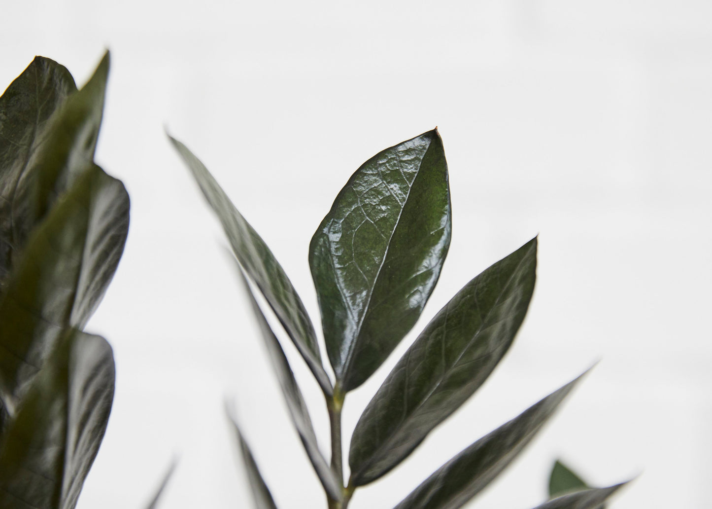 zamioculcas