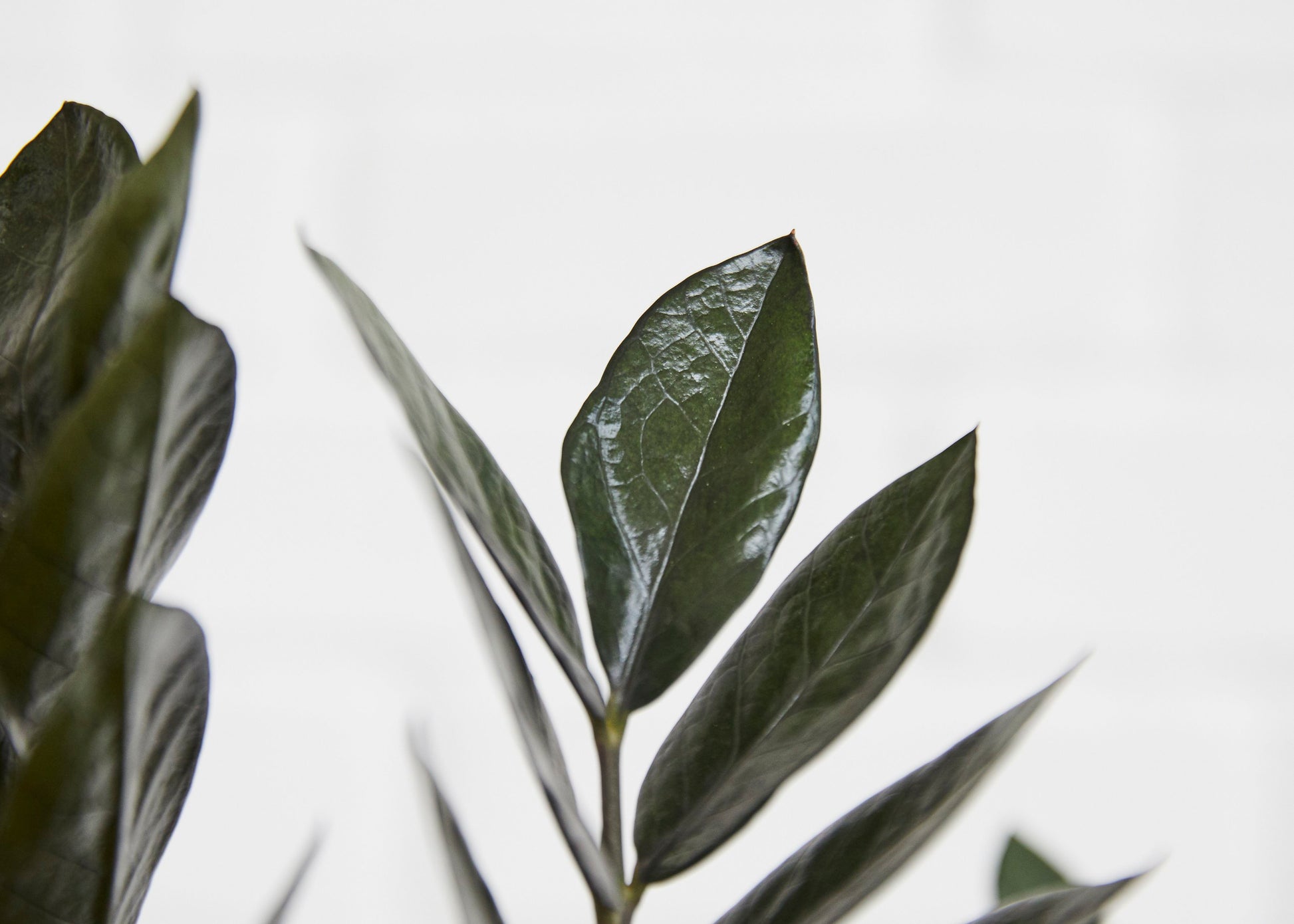 zamioculcas