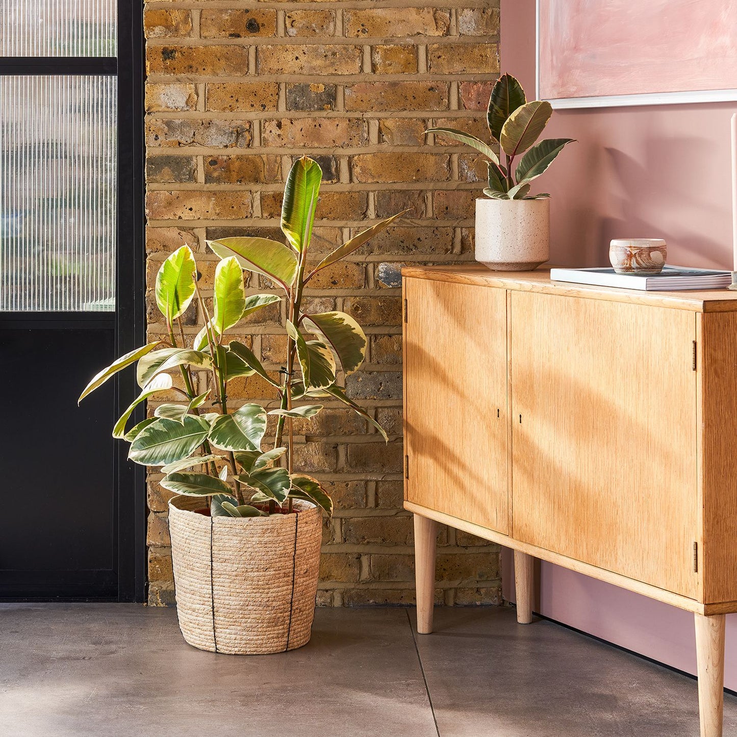 Rubber Plant