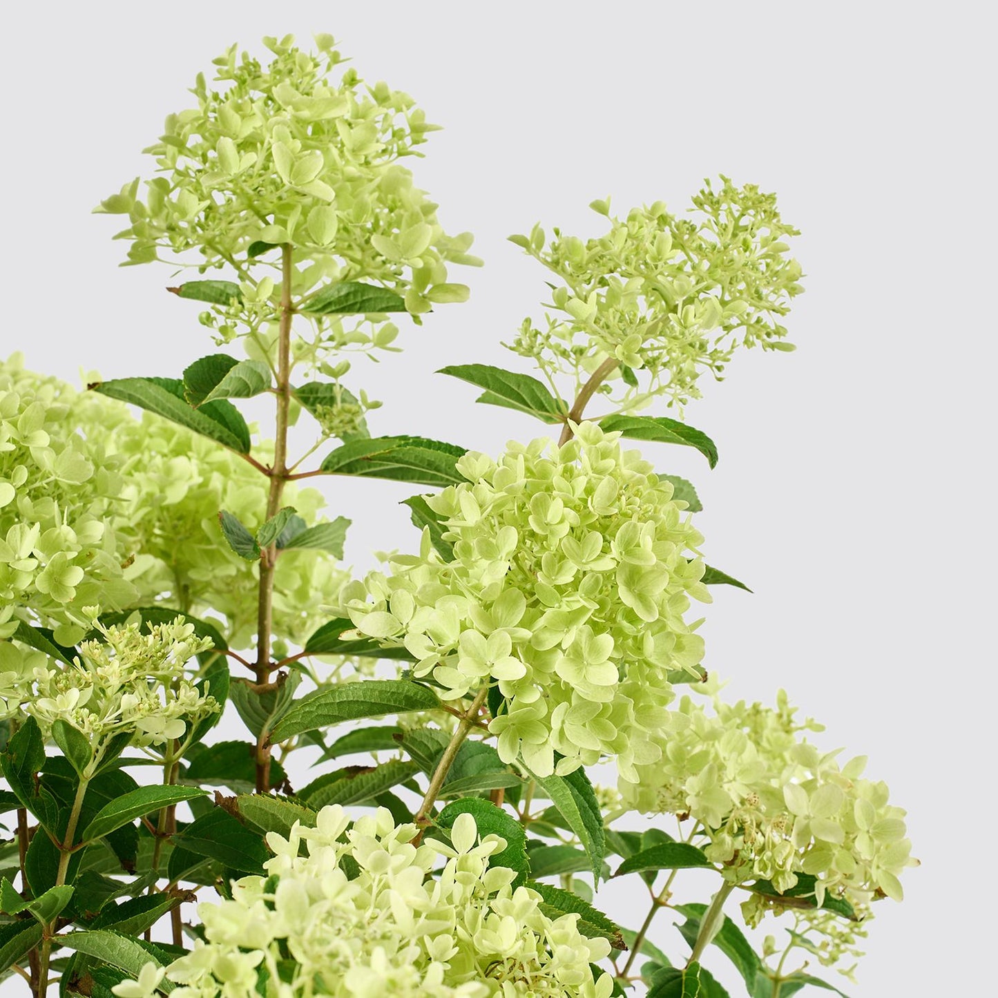 Hydrangea paniculata - white