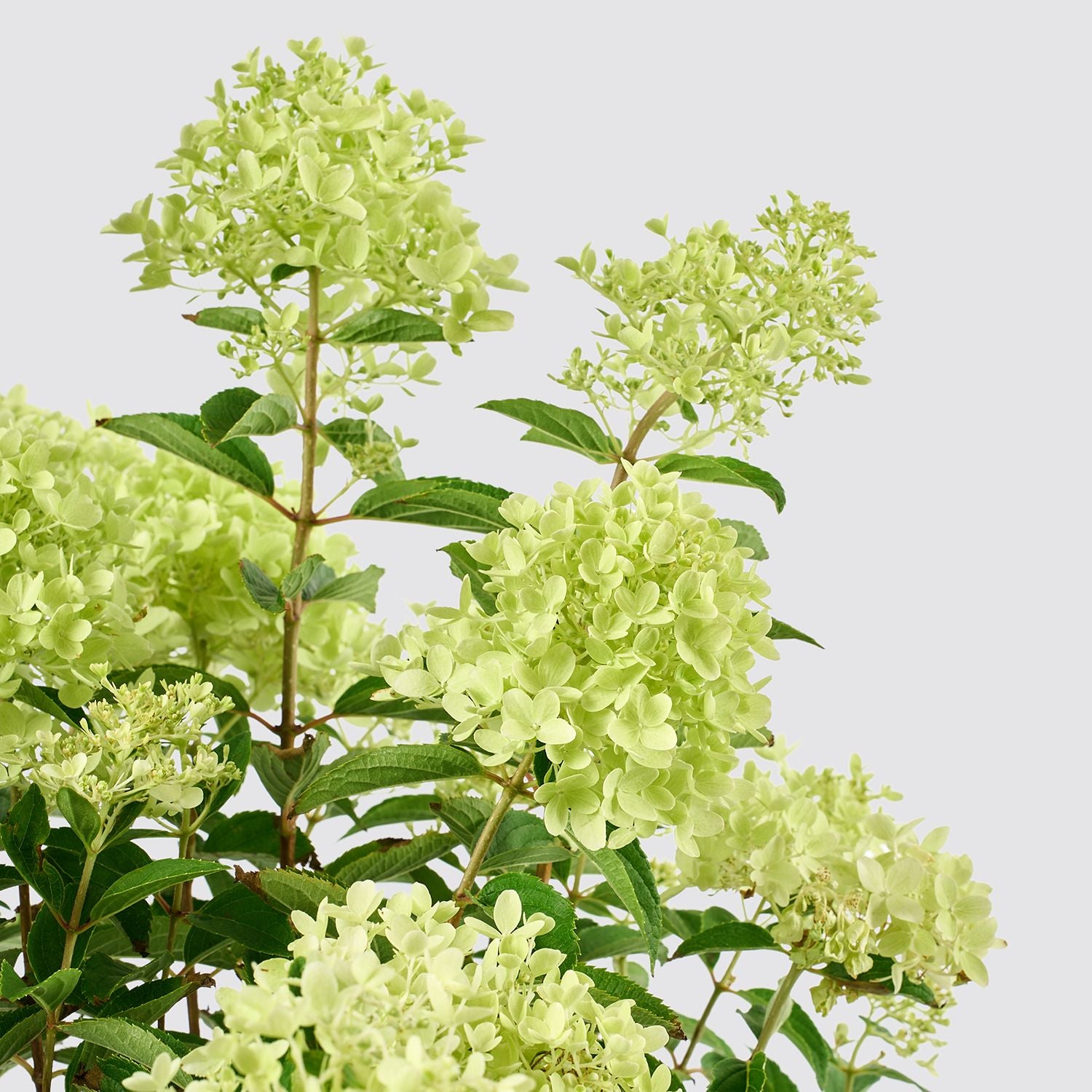 Hydrangea paniculata - white