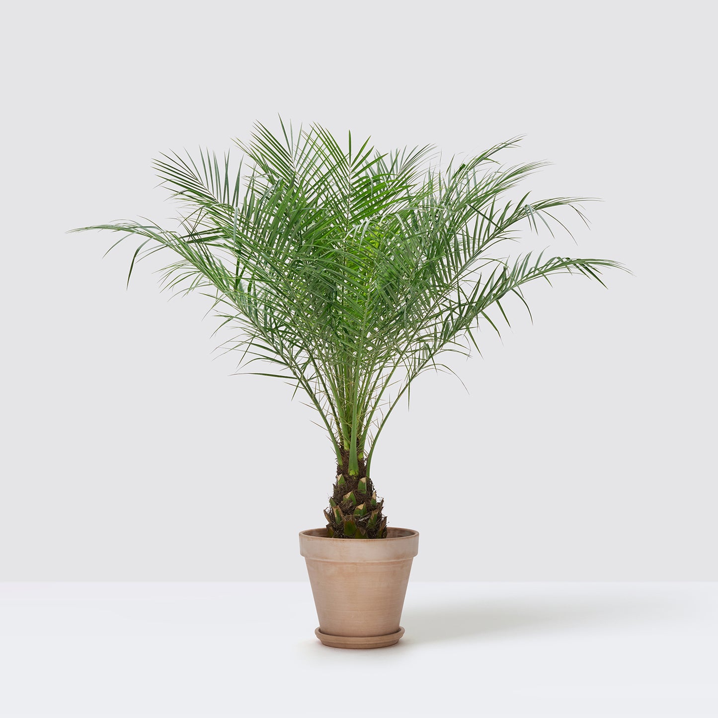 Pygmy Date Palm | Patch Plants