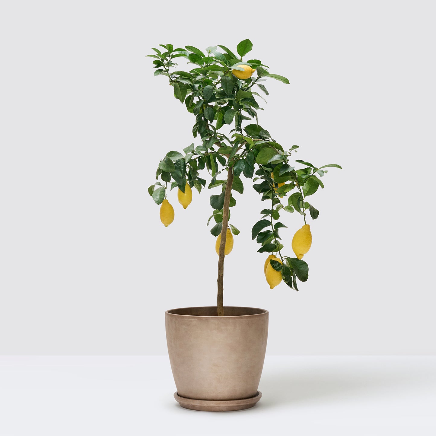 Lemon tree