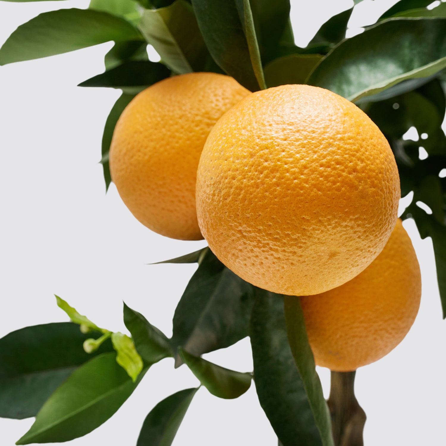 Sweet orange tree | Patch Plants