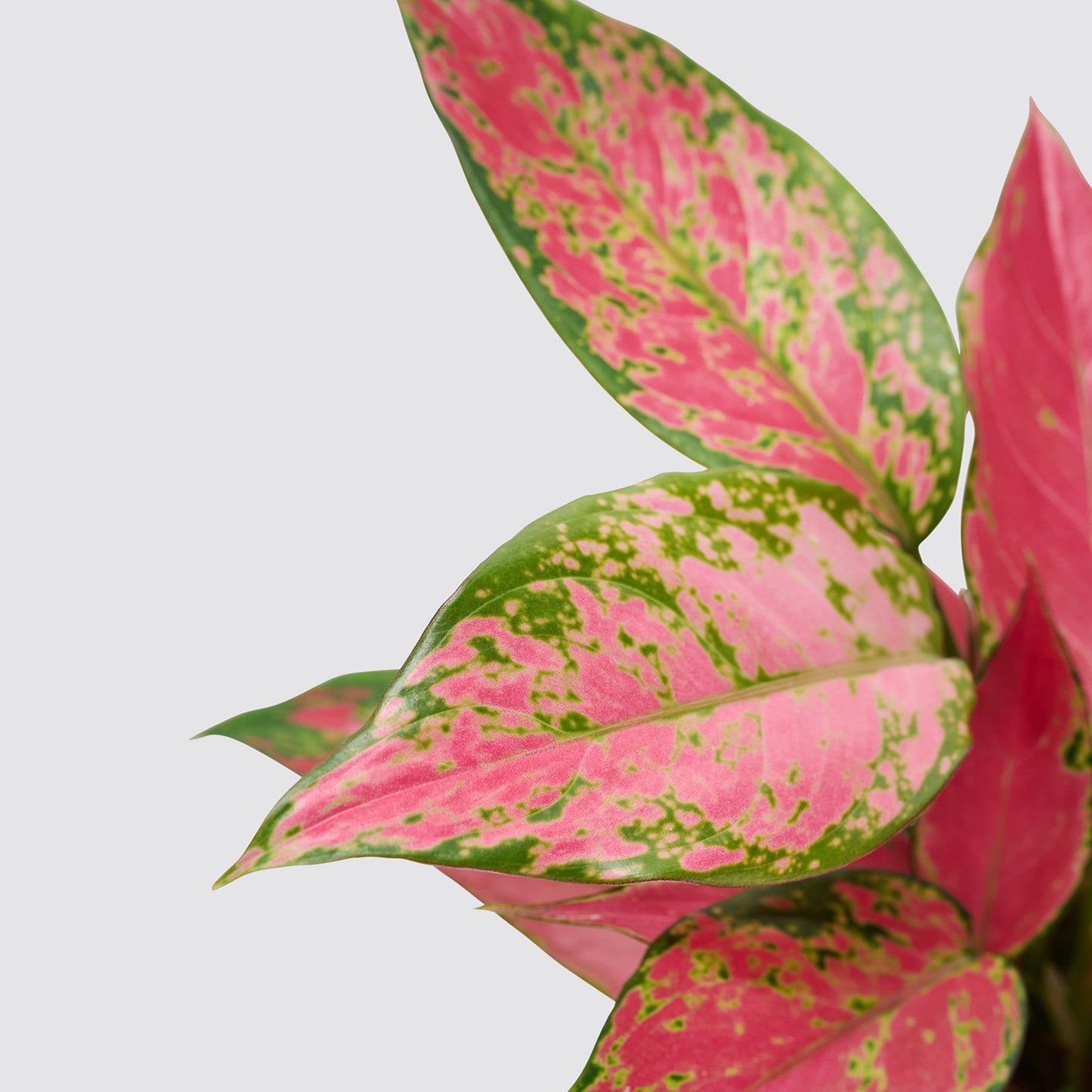 Aglaonema 'Cherry Baby' | Patch Plants