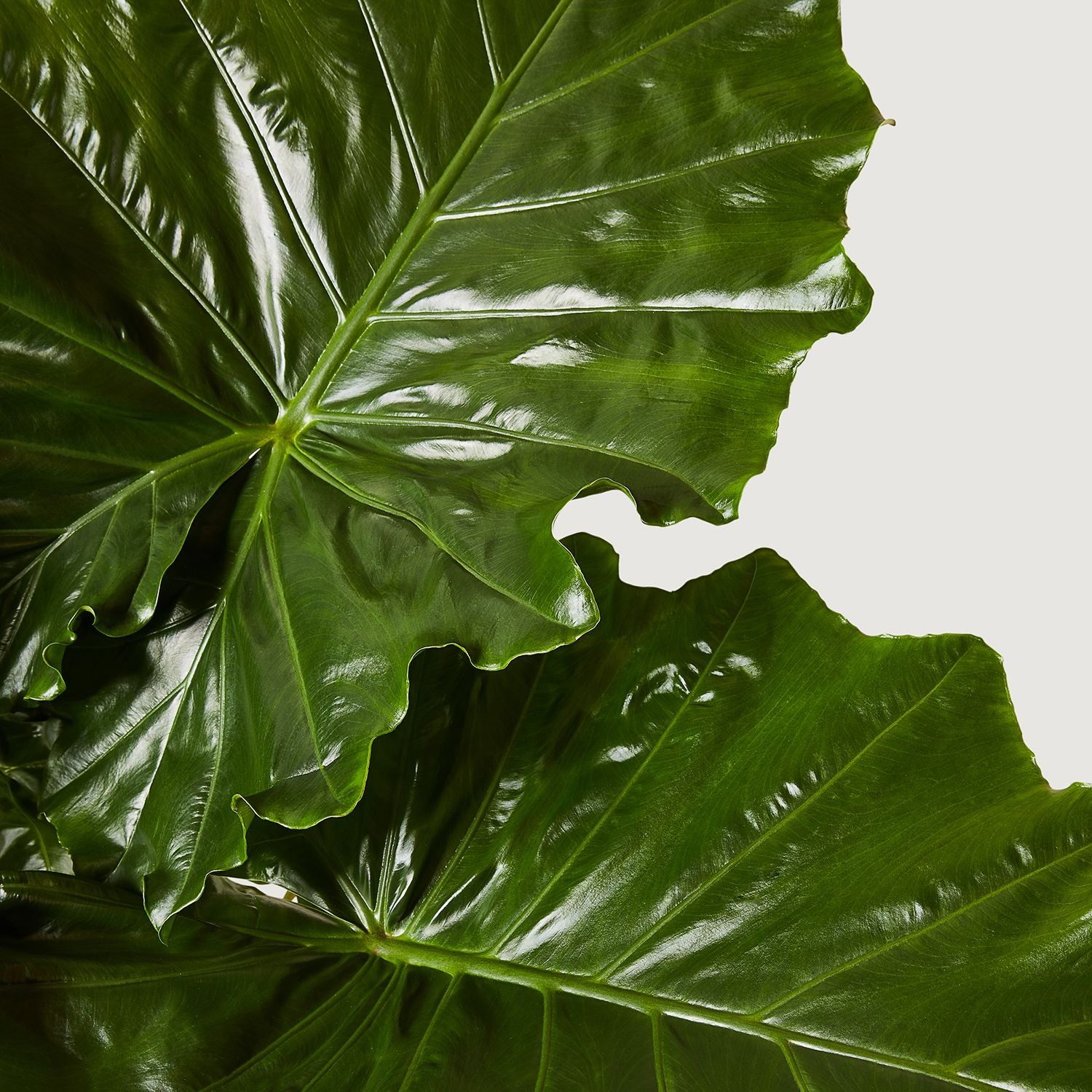 Alocasia portodora
