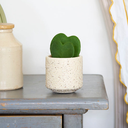 Hoya Kerrii