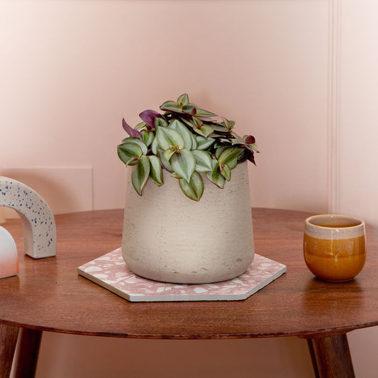 Tradescantia 'Zebrina'