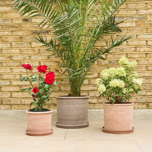 Modena terracotta pot