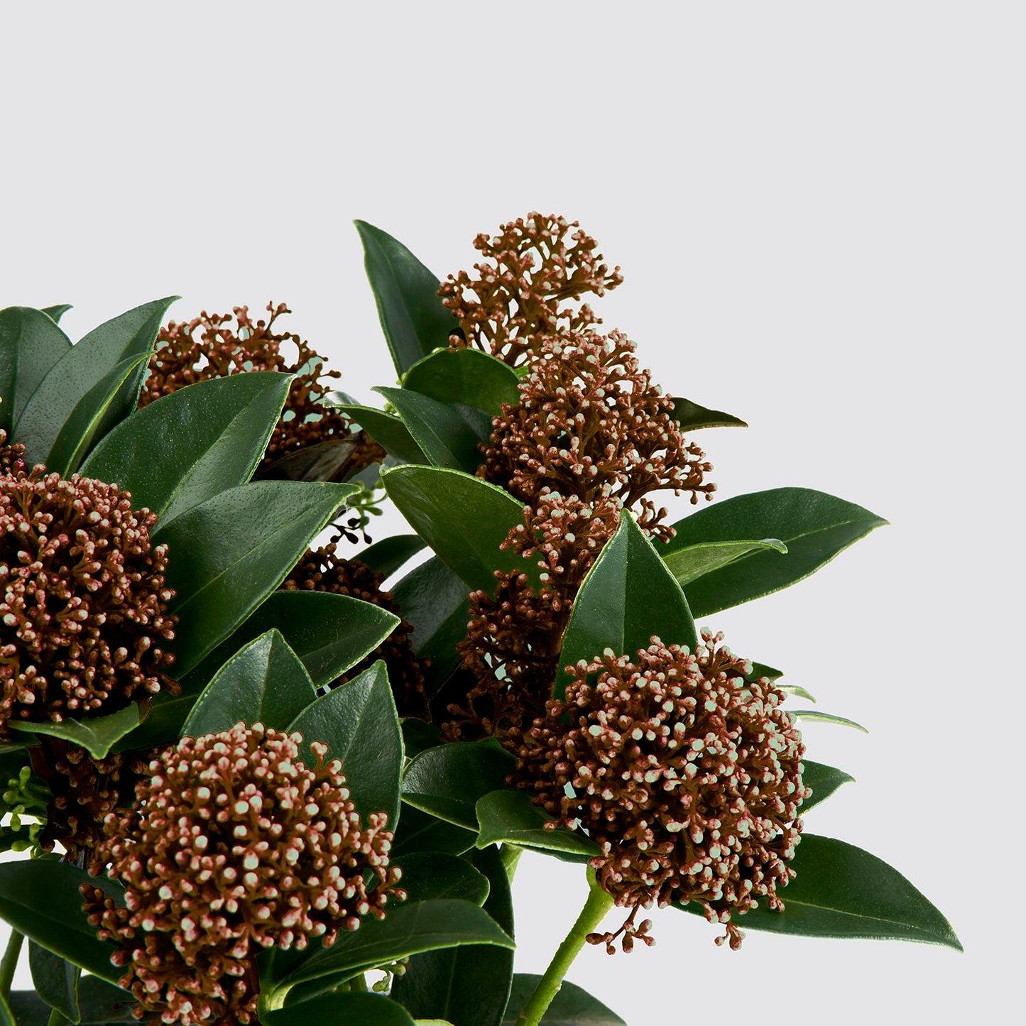 Skimmia japonica - red