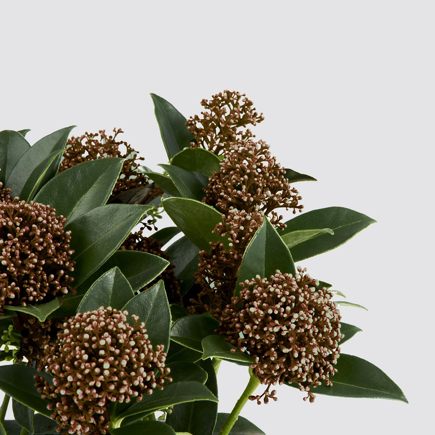 Skimmia japonica - red