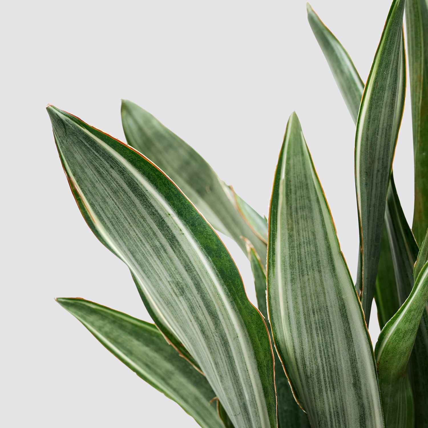 Sansevieria Aubrytiana 'Marlowe' | Patch Plants