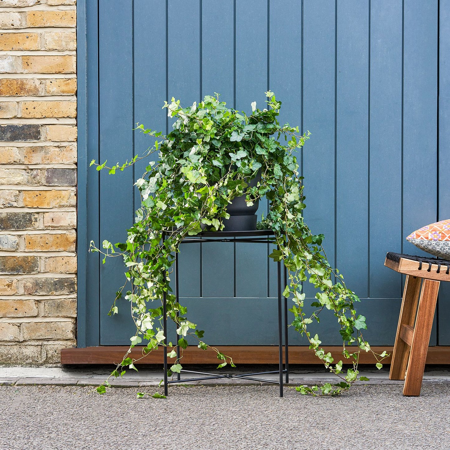 Hedera helix 13
