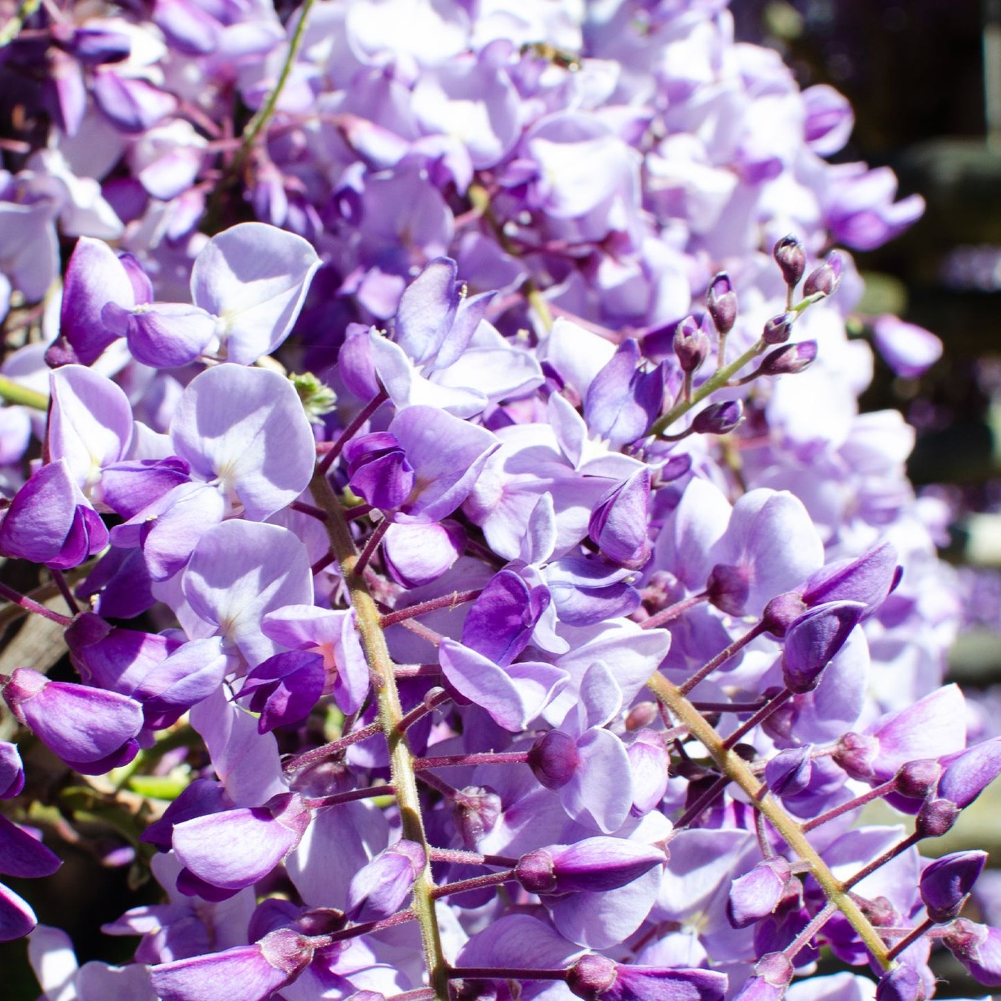 Wisteria - Purple