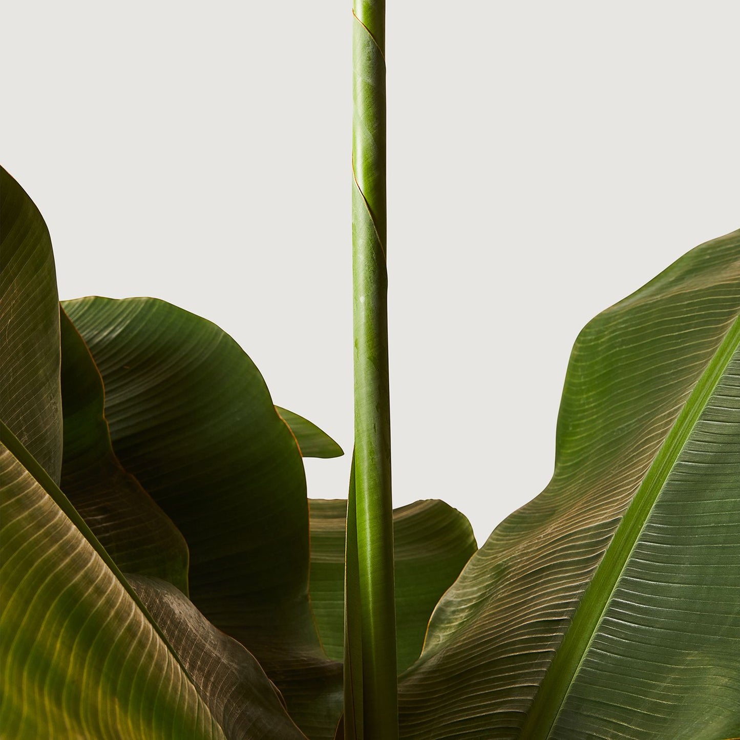 Musa 'Dwarf Cavendish'