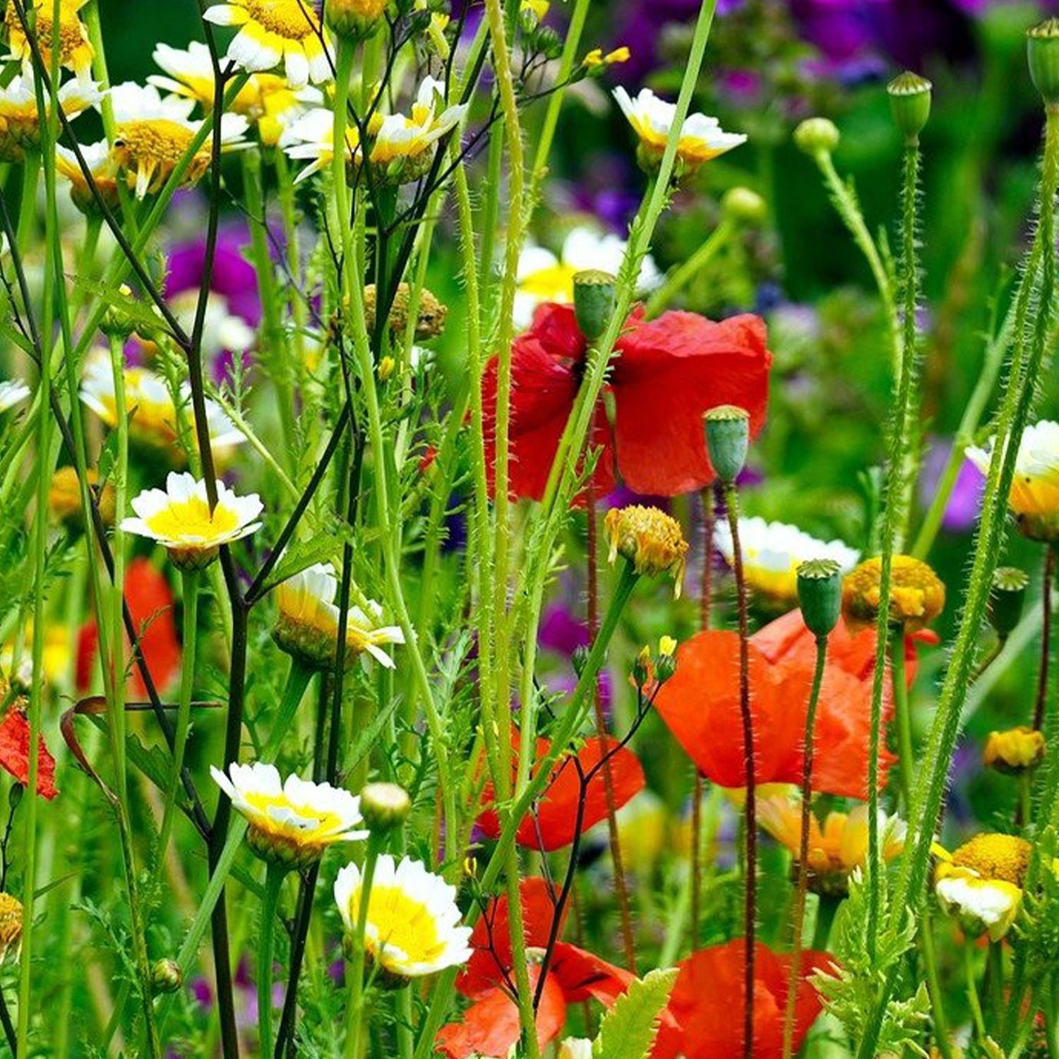 Wild Meadow Seeds Set