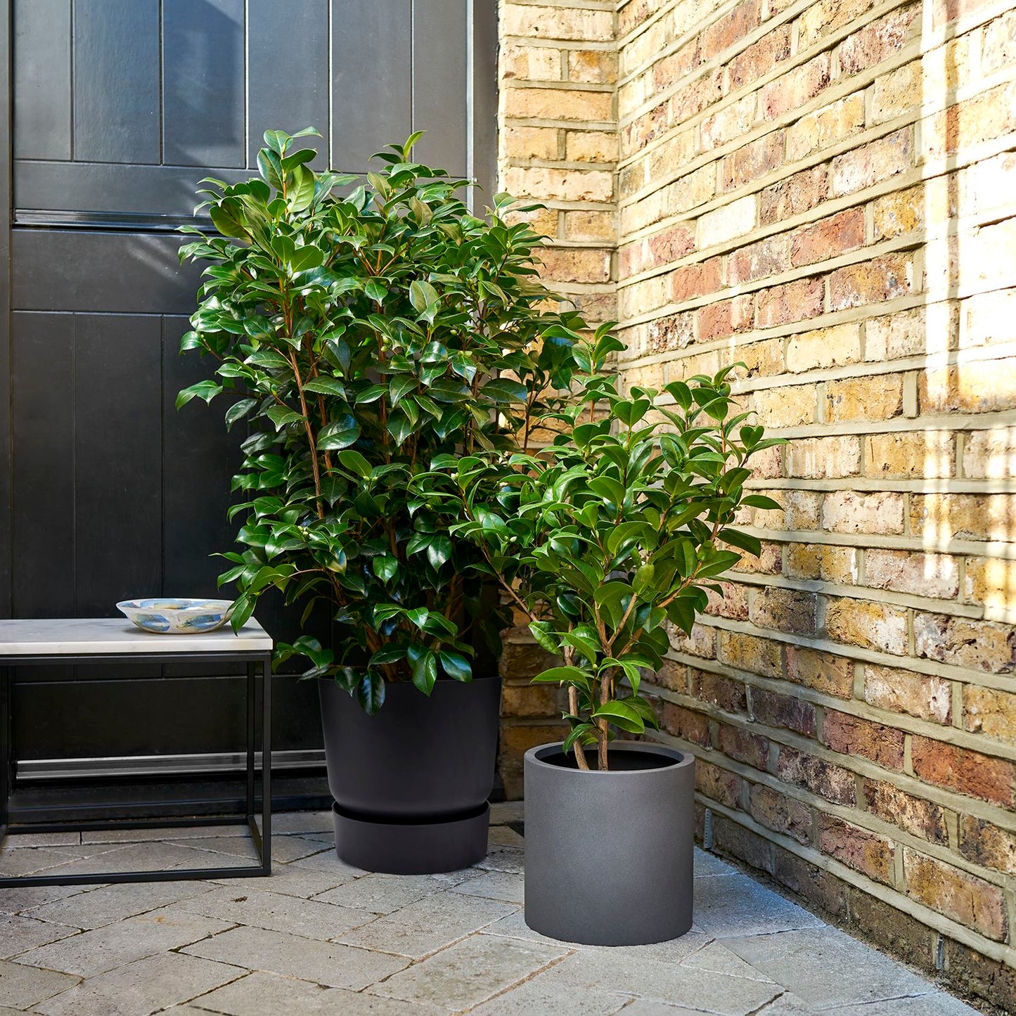 Camellia japonica - red
